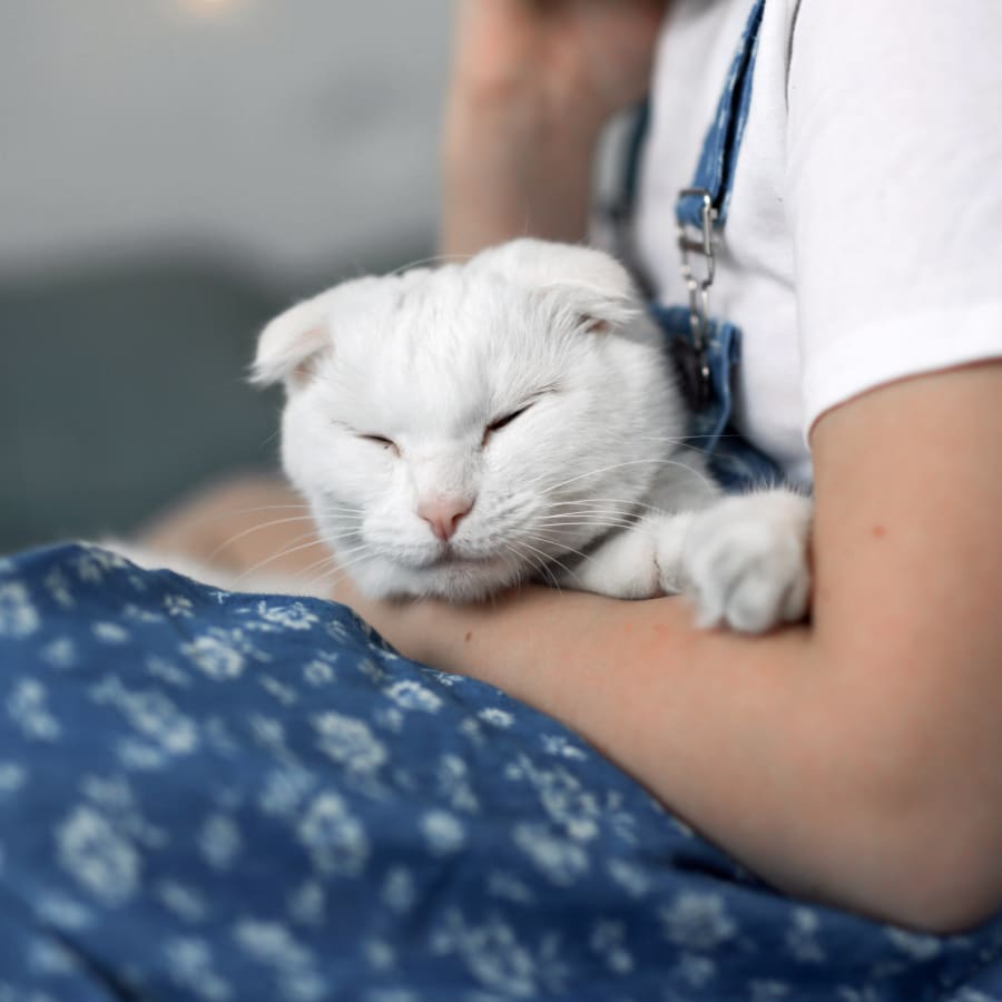 Pet Dental Care in Memphis