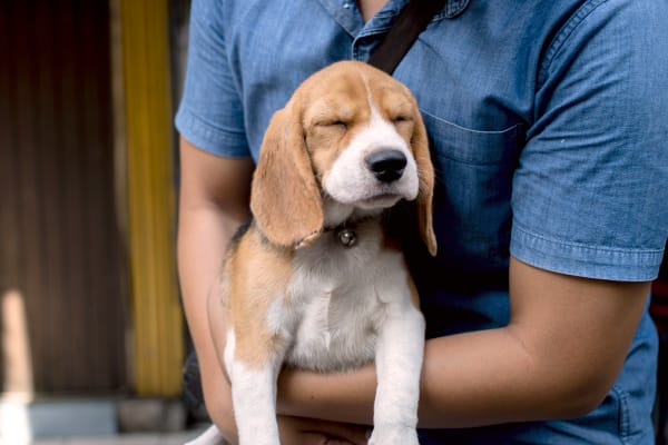 Welcome to PetVax Animal Hospital in Memphis Welcome to PetVax Animal Hospital in Memphis