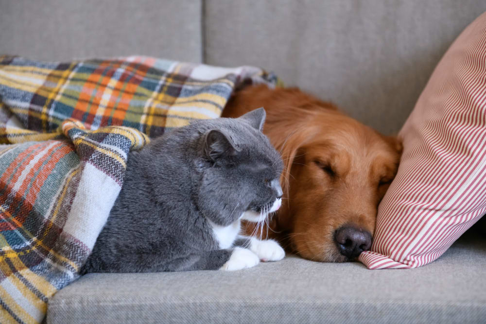 Petvax Memphis, PetVax Complete Care Centers in Memphis, Pet Hospital