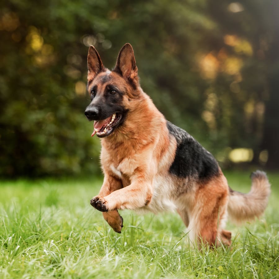 Dog Orthopedic Surgery in Memphis